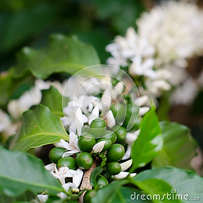 Coffee flower Stock Photo