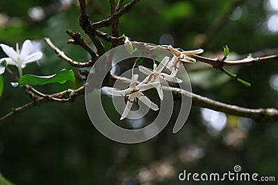 coffee flower blossom on coffee tree branch Stock Photo