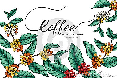 Coffee flower and leaf drawing illustration with line art on white backgrounds Vector Illustration