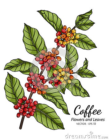 Coffee flower and leaf drawing illustration with line art on white backgrounds Vector Illustration