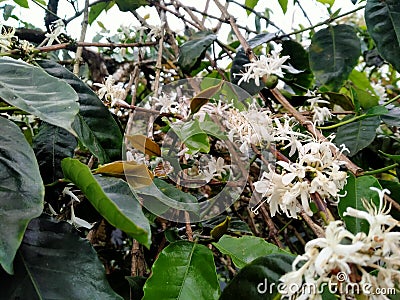 coffee flowers that bloom after a long time Stock Photo