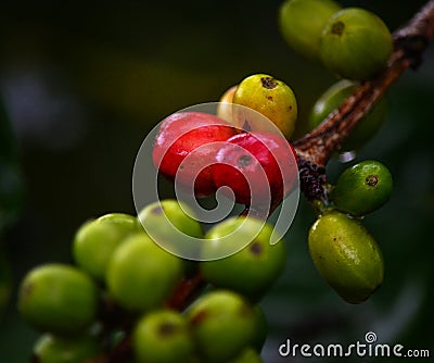 Coffee fruit Stock Photo