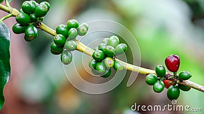 Coffee fruit branch Stock Photo