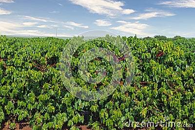 Coffee fruit in coffee farm and plantations in Brazil Stock Photo