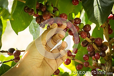 Coffee fruit with human hand. Stock Photo