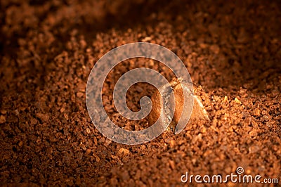 Coffee grain on the ground coffee. Stock Photo