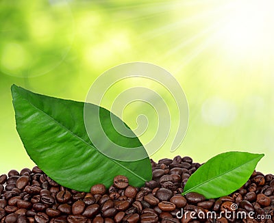 Coffee grains Stock Photo