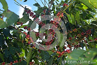 Coffee grains of varying degrees of ripeness on the branches of coffee bushes on a plantation in Costa Rica Stock Photo