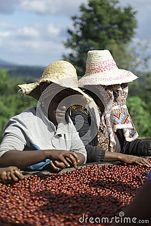 Coffee harvesting in ethiopia Editorial Stock Photo