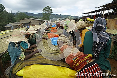 Coffee harvesting in Ethiopia & x28;sidama& x29; Editorial Stock Photo