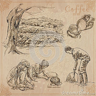 Coffee harvesting and processing. Agriculture. An hand drawn vector illustration Vector Illustration