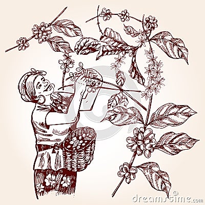 Coffee harvesting. Vintage vector illustration Vector Illustration