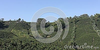 Coffee landscape, Colombia. Stock Photo