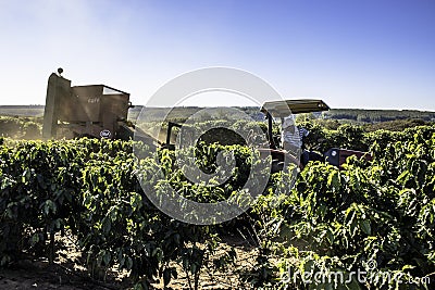 Coffee picker that fell to the ground during mechanized harvesting on a farm Editorial Stock Photo