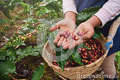 Coffee picker show red cherries Stock Photo