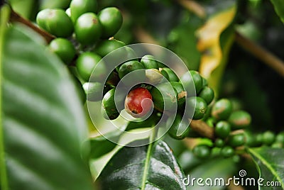 Coffee Plant Stock Photo