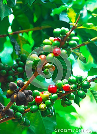 Coffee plant Stock Photo