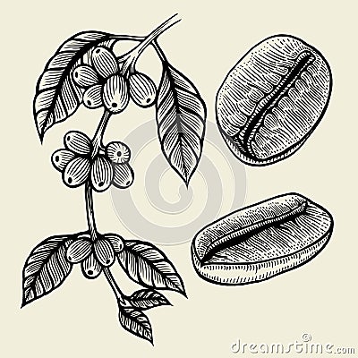 Coffee plant branch Vector Illustration