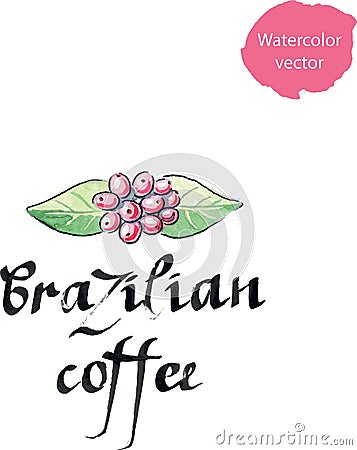 Coffee plant, Coffea arabica, leaves and berries Vector Illustration