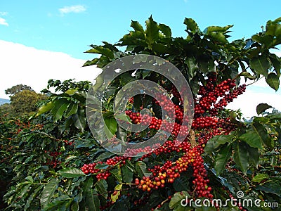 Coffee plant with great fruits Stock Photo