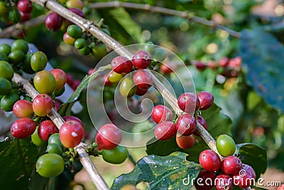 Coffee plant with ripe coffee beans Stock Photo
