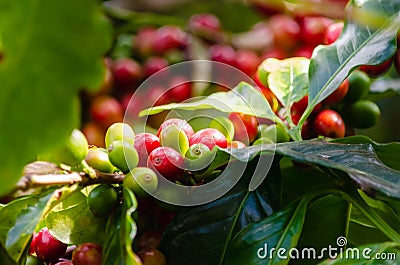 Coffee plant with ripe coffee beans Stock Photo