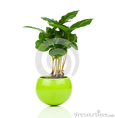 Coffee plant tree growing Stock Photo