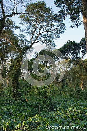 Coffee Plantation Stock Photo