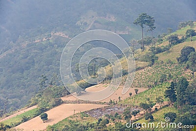 Coffee plantation Guatemala Stock Photo