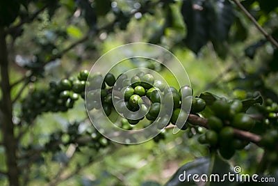 Coffee plantation in Moyobamba region in the Peruvian jungle. Stock Photo