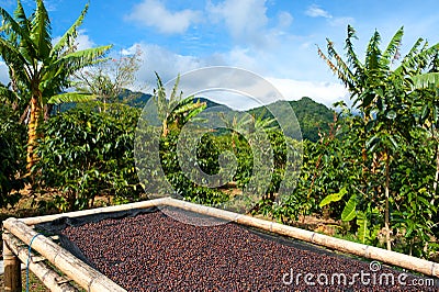 Coffee plantation in Panama, Central America. Stock Photo