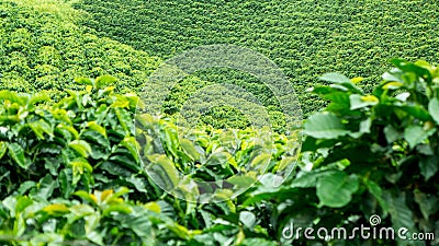 Coffee Plantation Stock Photo