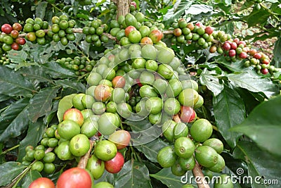 Coffee plants in Dalat, Vietnam Stock Photo