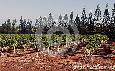 Coffee Plants Grow Tropical Island Farming Plantation Agricultural Field Stock Photo