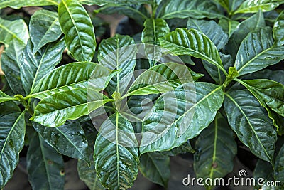 Coffee plants in a nursery in Guatemala Stock Photo