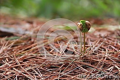 Coffee Seedling Stock Photo