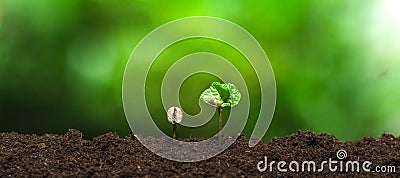 Coffee seedling in nature plant a tree concept Stock Photo