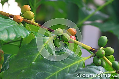 Coffee Plant Stock Photo