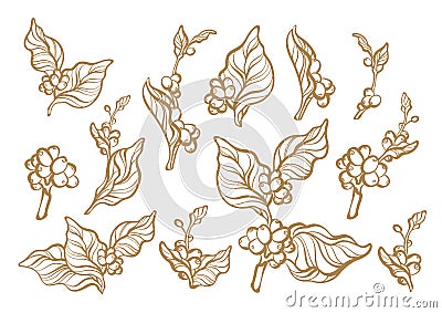 Coffee set of branch with leaf and coffee bean. Vector Illustration