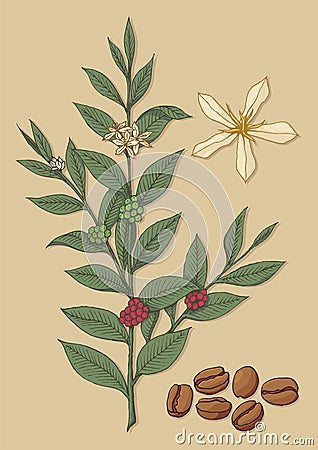 Coffee tree Vector Illustration