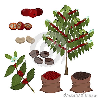 Coffee tree, coffee berries and beans. Set of isolated cartoon objects on white background Vector Illustration