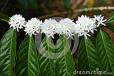 Coffee tree blossom with white color flower Stock Photo