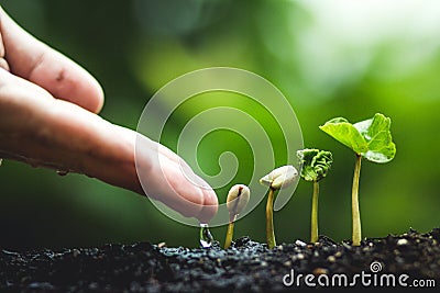 Coffee tree Growing Planting seeds In nature rainy season Stock Photo