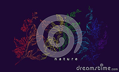 Coffee tree. Vector rainbow sketch. Nature realistic branch Vector Illustration
