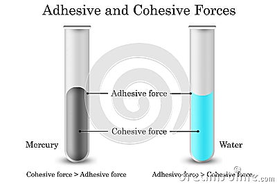 Cohesive forces and adhesive forces diagram Stock Photo