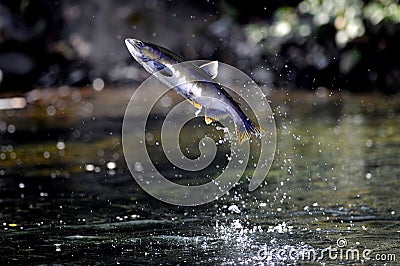 Coho Salmon jumping out of the Pacific Ocean Stock Photo