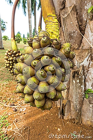 Cohune Palm or Orbignya Cohune Stock Photo
