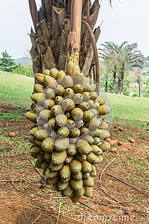 Cohune Palm or Orbignya Cohune Stock Photo