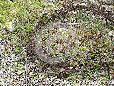 Coiled Barbed Beauty Stock Photo