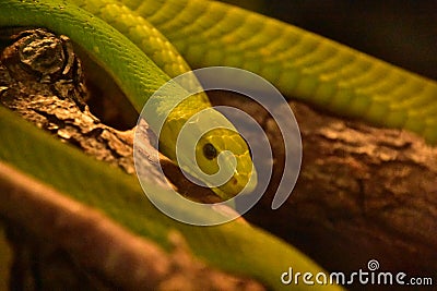 Coiled Bright Green Mamba Snake on a Branch Stock Photo